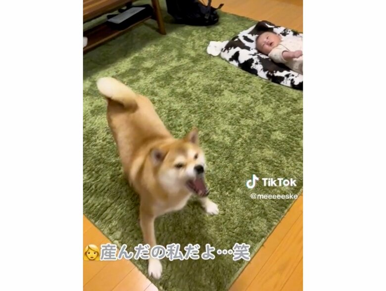 提供：柴犬こちゃんさん