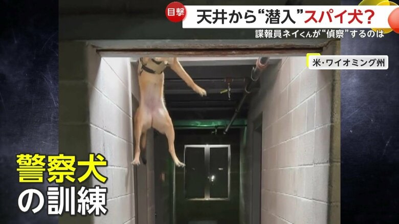 スパイ映画のように天井から内部に潜入した「犬」（アメリカ・ワイオミング州）