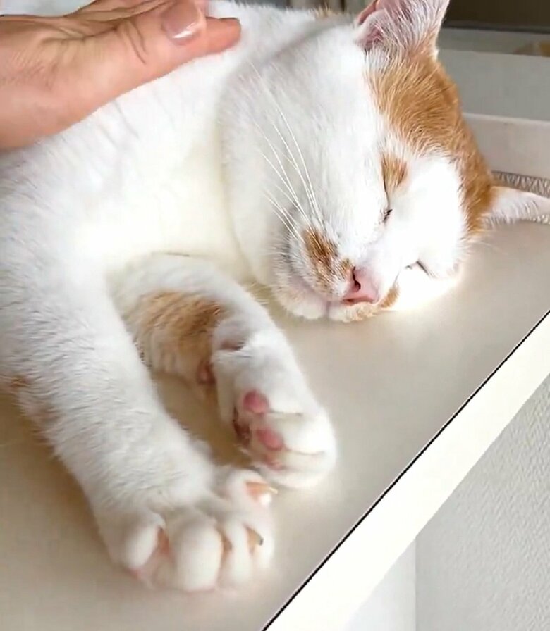 再びなでると…