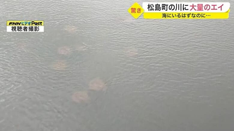 10匹近いエイが群れで泳いでいる