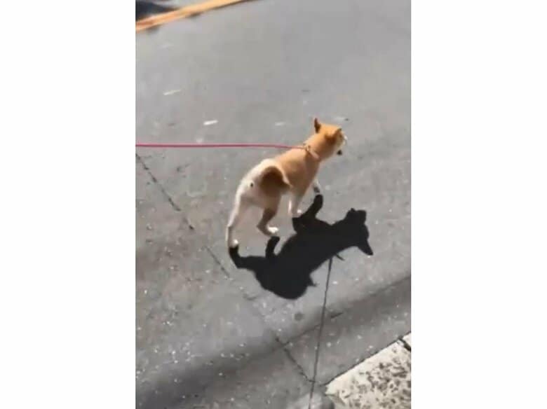 提供：torakichi602さん