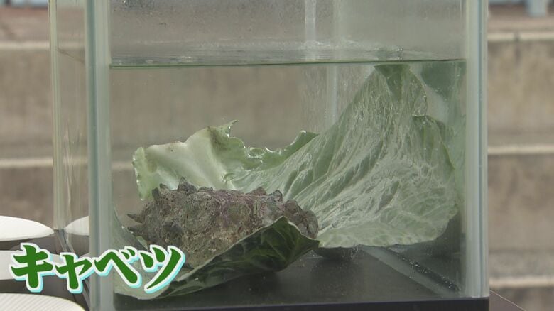 養殖のサザエのエサは昆布やキャベツ