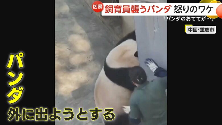 右前足をドアに挟まれ攻撃的になったか