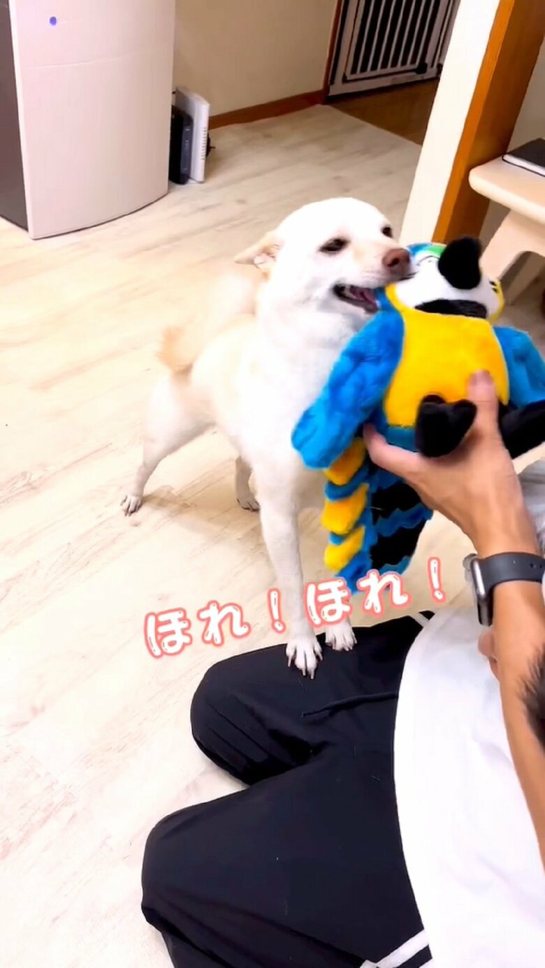 おもちゃを差し出している