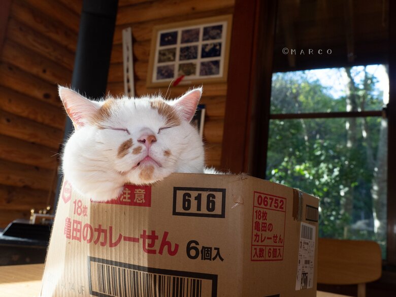 提供：MARCOさん