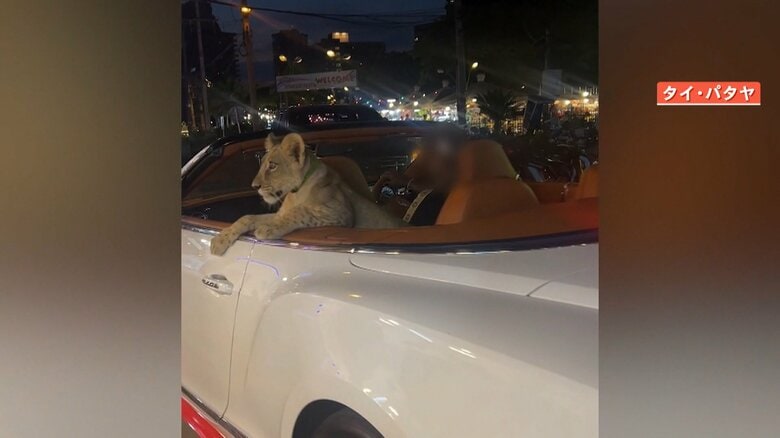 ライオンは無許可飼育だった