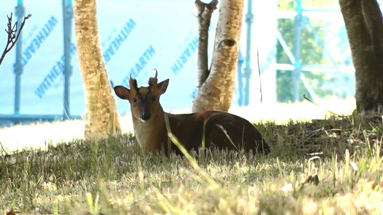 1980年代、勝浦市のレジャー施設からキョンが脱走し野生化