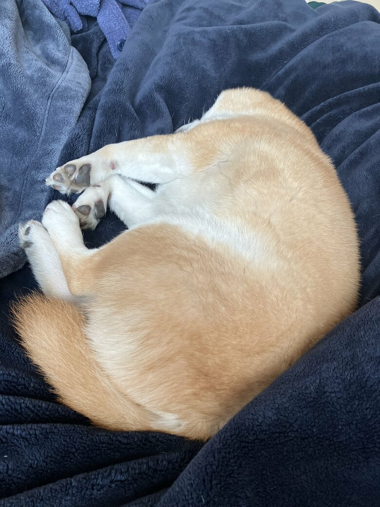 毛布の上ですやすや