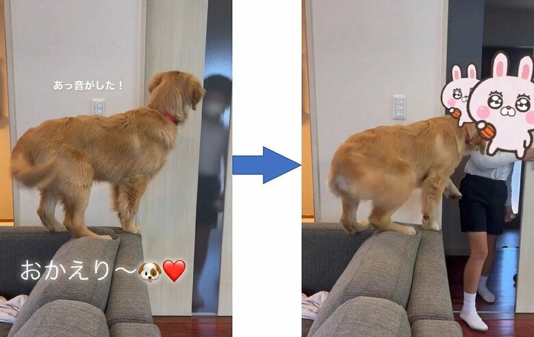 飼い主さんの長男くんが帰宅したときの様子