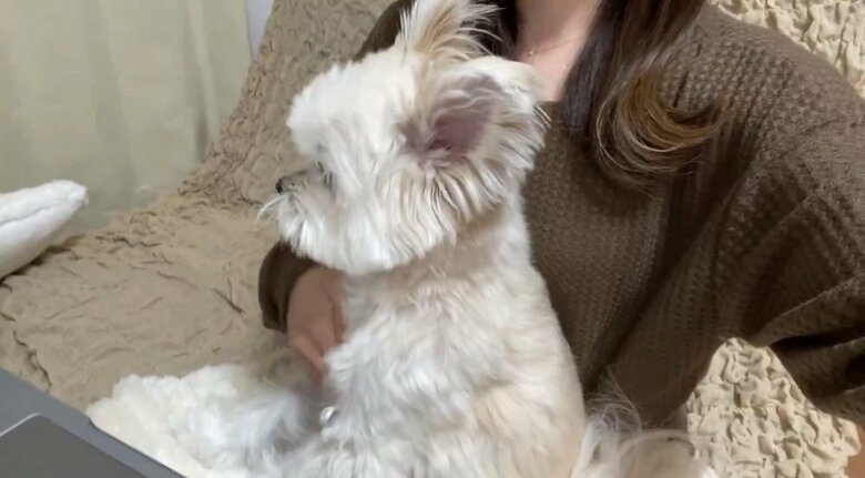 飼い主さんが手を下ろしなでると、ぽんたくんは前脚をおろして大人しくする