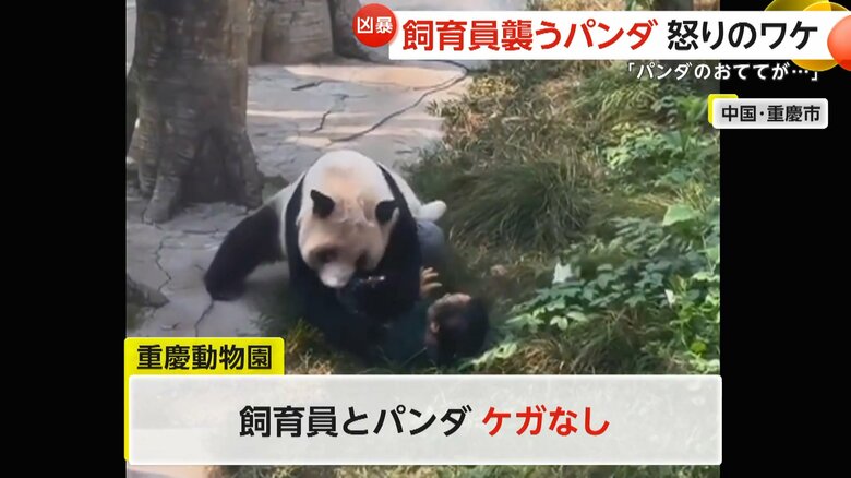 飼育員に襲いかかるパンダ