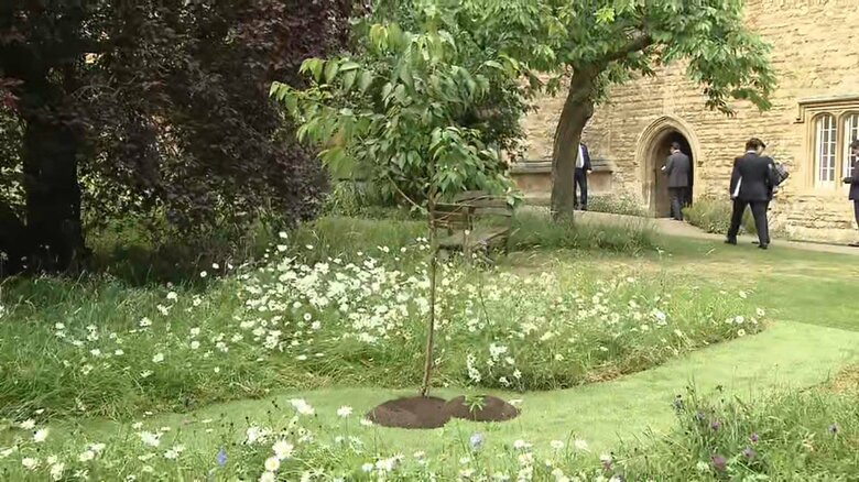 植樹された桜の木