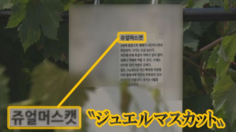 ルビーロマン生産者の畑に掲げられた看板 「ジュエルマスカット」と書かれている