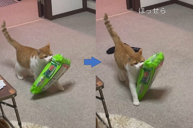 ペットシートを運ぶ様子