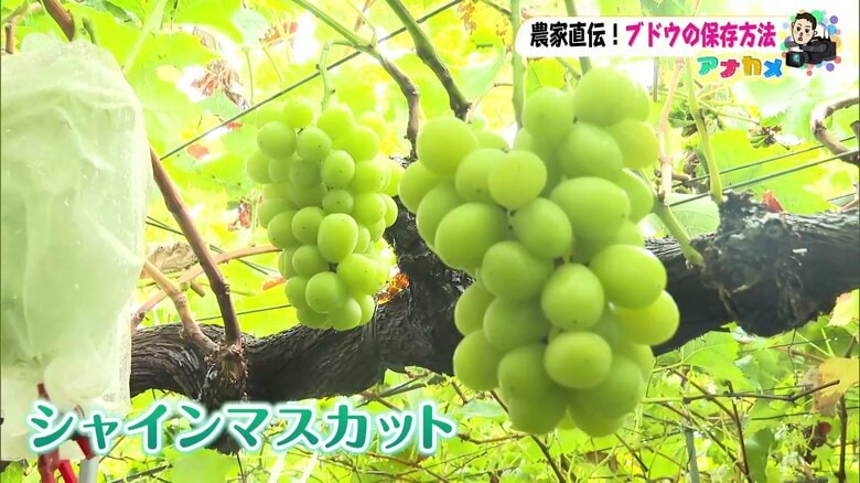 シャインマスカット