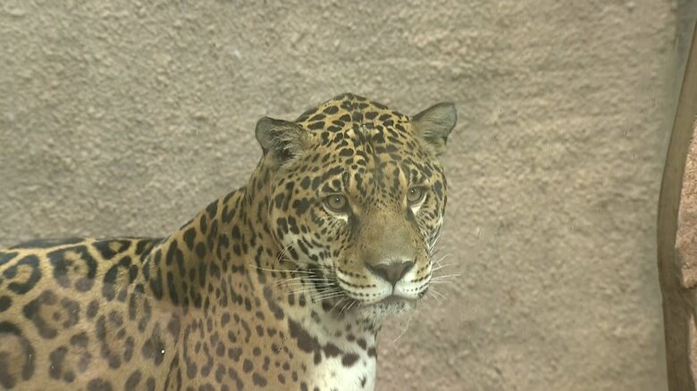 秋篠宮さまがご覧になったジャガーのソルくん（オス6歳）
平成30年（2018年）に中国の動物園から那須に引っ越してきた