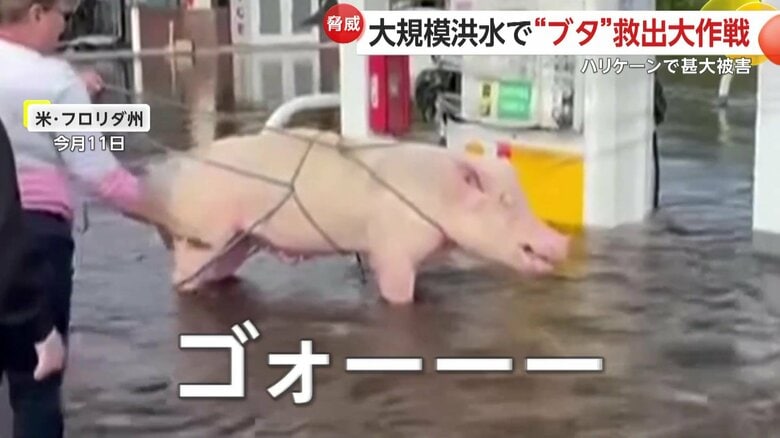 大きな鳴き声を上げて暴れ、さらにはそっぽまで向いてしまったミリー