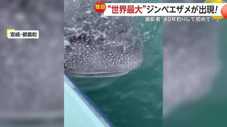 “世界最大の魚”として知られるジンベエザメ