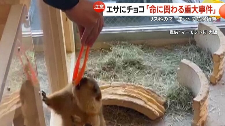 マーモットにチョコ菓子を与える男