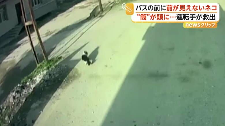 運転手の方を振り返るネコ（IHA）