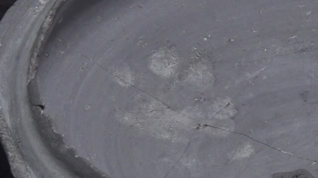 ネコ?の足跡付き土器初公開も 猫の歴史たどる企画展 ~福井~