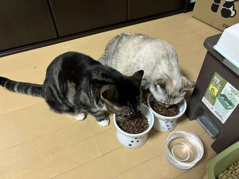食事中（右側は一緒に暮らすきなこちゃん）