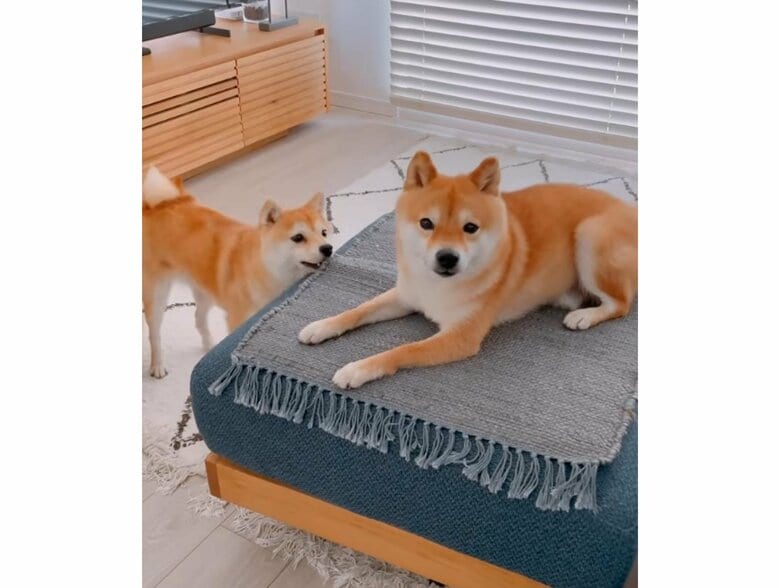 左：がんもくん　右：ちくわくん（提供：豆柴ちくわ&がんもさん）