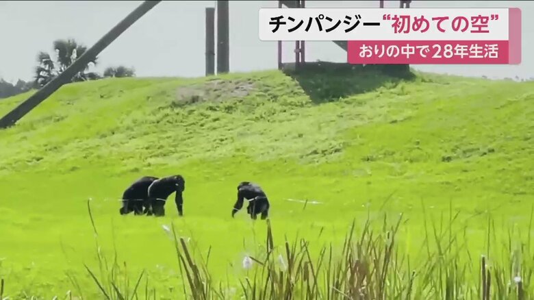 当初バニラは、10歩以上歩くことができなかったと保護団体は話す