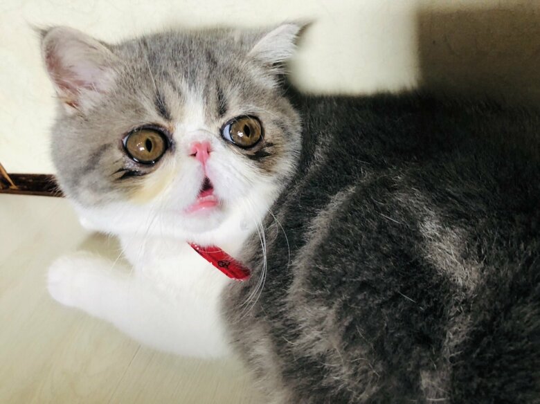 驚いているような表情を見せることも