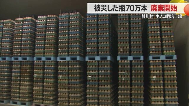 廃棄となった菌は70万本にも