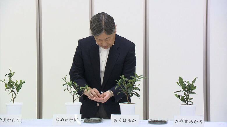 狭山茶の様々な品種の香りを確かめられる天皇陛下