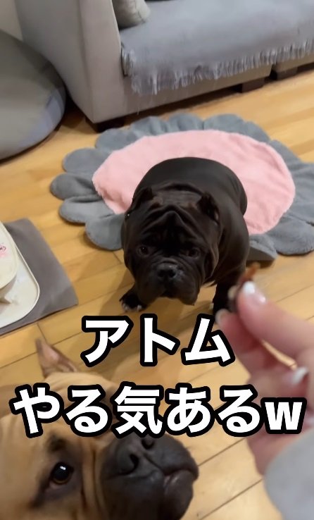 飼い主さんが成功を確信した、アトムくんの「やる気」の目つき