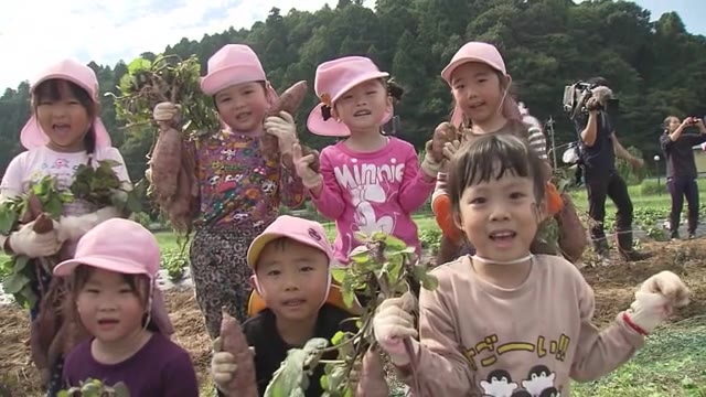 秋の味覚 園児がサツマイモの収穫で歓声
