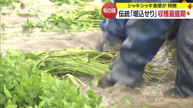 「堀込せり」収穫風景