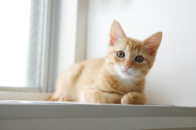 （画像はイメージ）