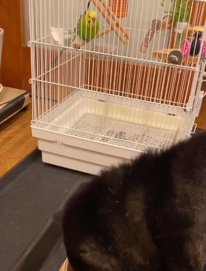 ごはん中のさくらちゃんに「こっちだよ～」と話しかけるシャインくん