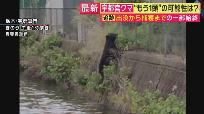水面から出てブロック塀を上るクマ（関西テレビ「旬感LIVE とれたてっ！」より）