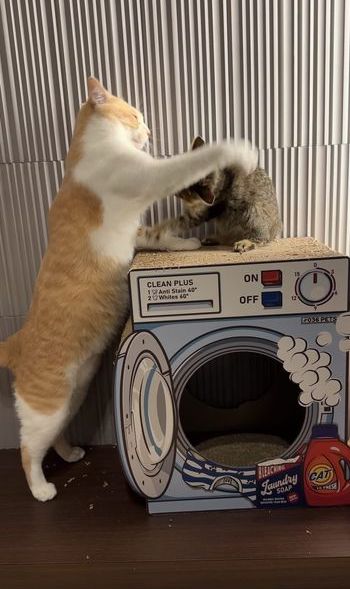 提供：たーにゃ。さん