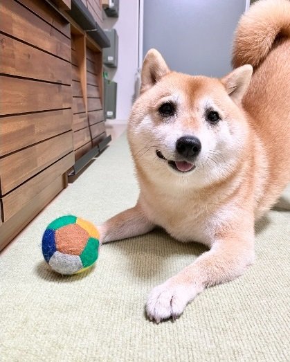 遊んでアピール中のこじろうくん