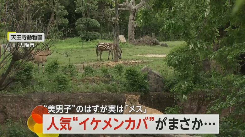 オス・メスの性別間違いが判明した大阪・天王寺動物園
