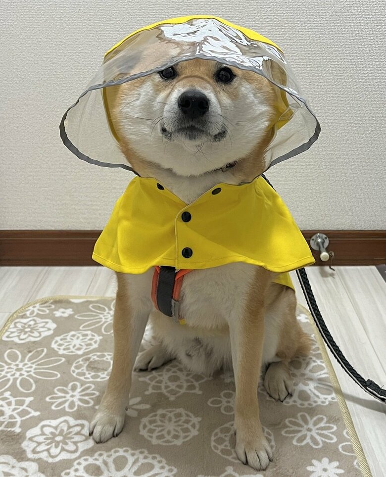 雨の日の散歩待機中