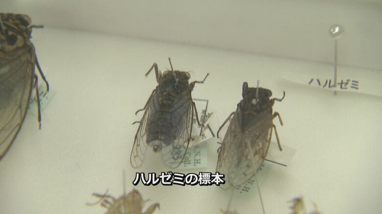 体長3センチほどの小さなセミの仲間