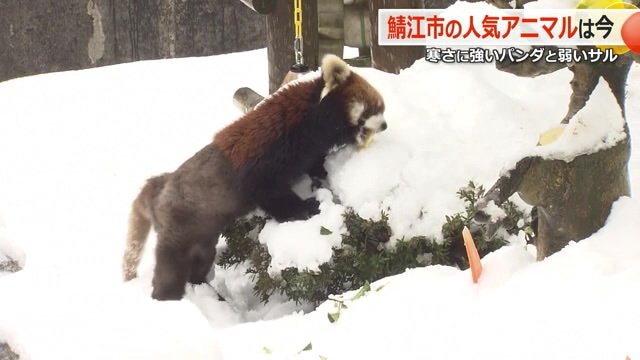 雪の中から宝探しのように餌を探して食べる