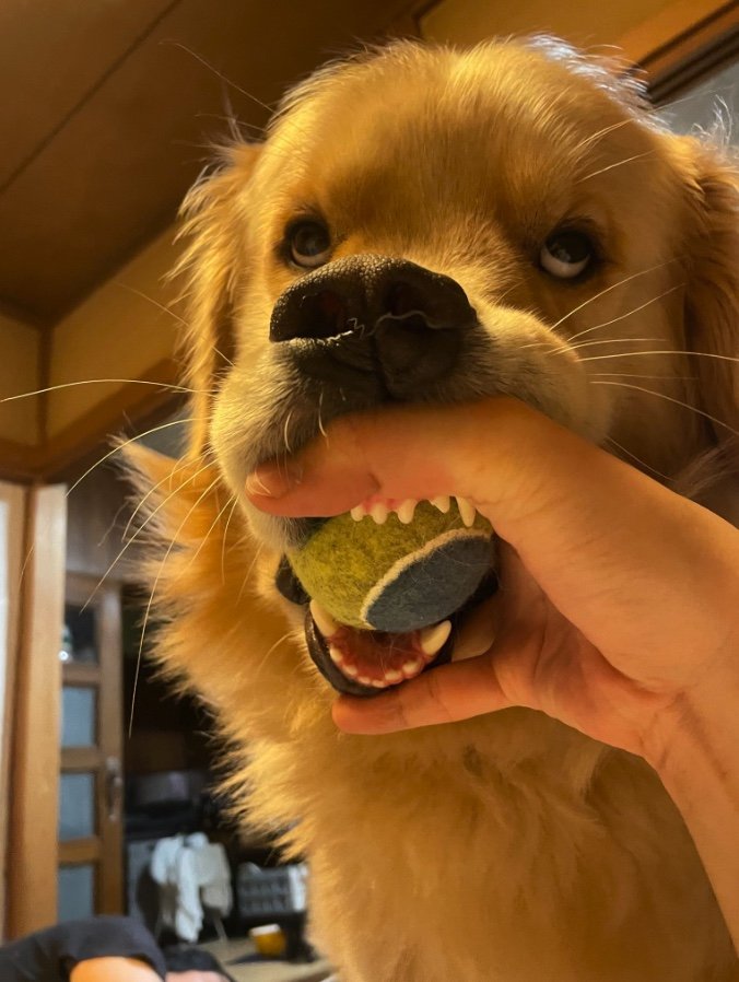飼い主お気に入りの写真（提供：@elmo_golret）