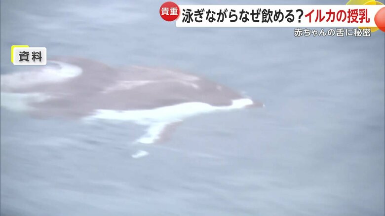 舌の構造によって泳ぎながらでもミルクを飲むことができるイルカの赤ちゃん