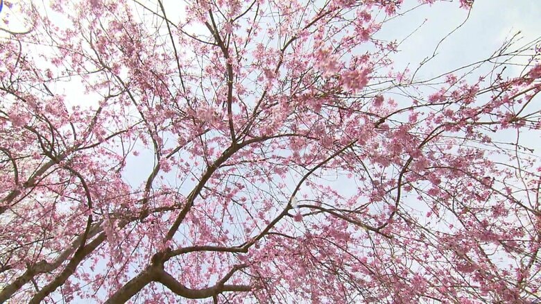サクラが咲く里山の景色を楽しむ