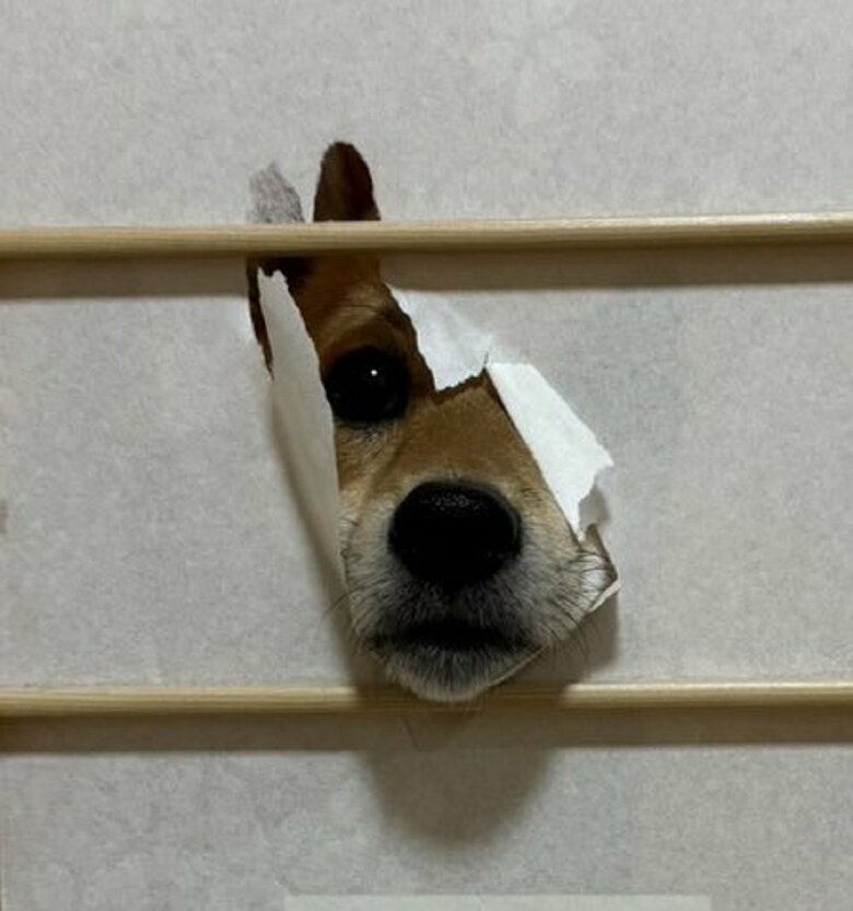 障子に開けた穴からのぞいてくる「まる」くん