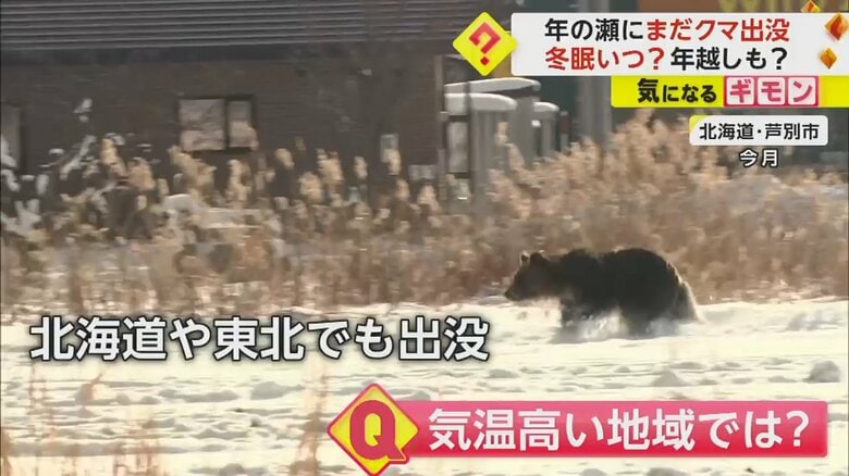 北海道芦別市で雪の上を歩くクマ