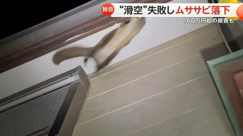 ムササビが、ジャンプしようとして軒裏に頭をぶつけ、そのまま落下する様子③