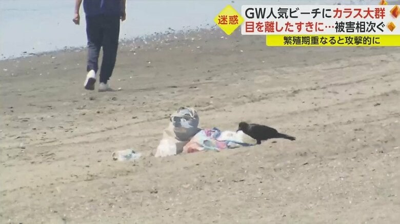 置きっぱなしのカバンをあさるカラス